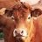 BrownCow
