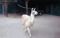 llama.gif