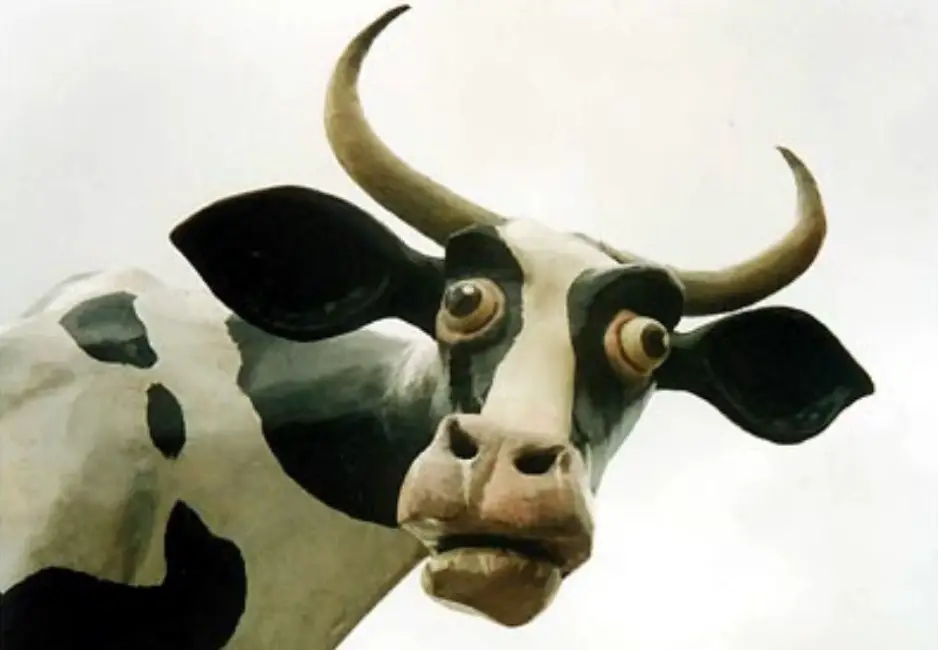 Drunk-Cow.jpg