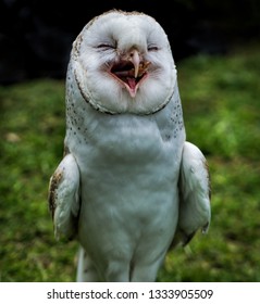 funny-photo-eastern-barn-owl-260nw-1333905509.jpg