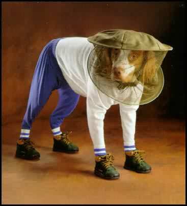 loldog-1.jpg