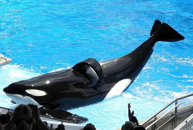 whalesanctuaryproject.org