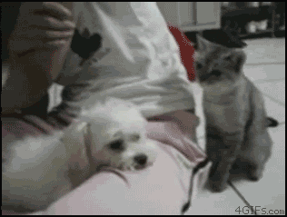 cat_provokes_dog.gif