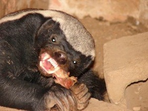 honey-badger.jpg