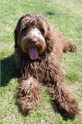 Labradoodle_Brown.jpg