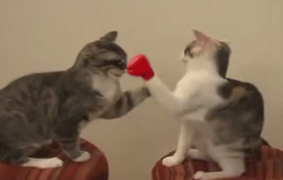 416181231c0896ad1a9d283f8b4abbbc.gif