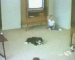 yvZt2.gif