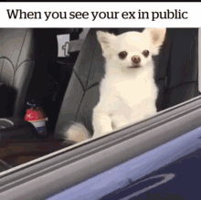 tenor.gif