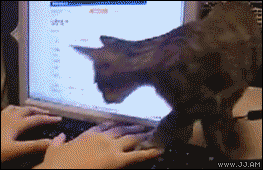 giphy.gif