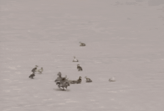 5L5c.gif