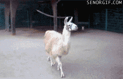 OXTKD.gif