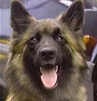 199px-Wellard_dog.jpg