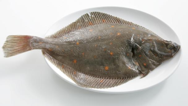 plaice_16x9.jpg