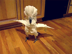 giphy.gif