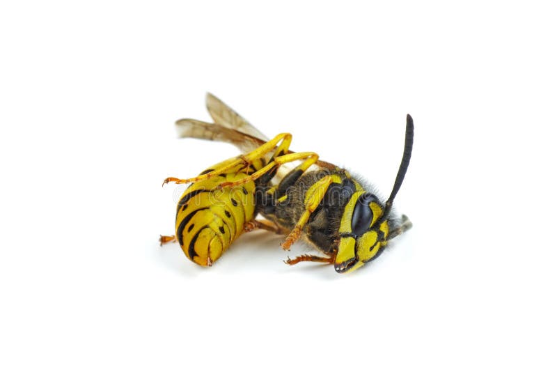 dead-wasp-isolated-white-background-163043856.jpg