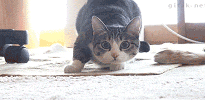 giphy.gif
