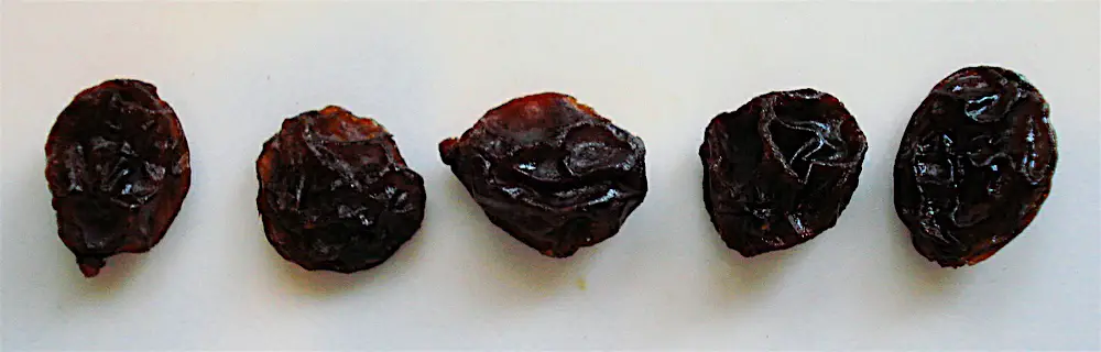 raisins1.jpg