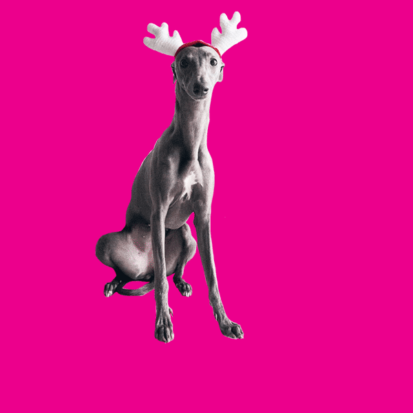 giphy.gif
