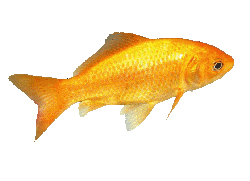 goldfish-swimming-animated-gif-8.gif