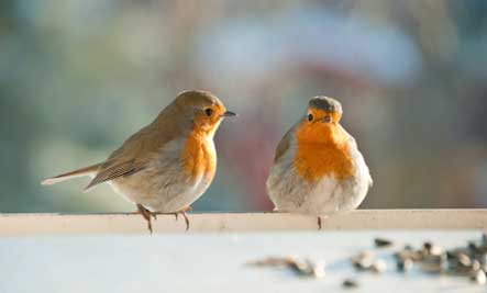 two-robin-birds.jpg
