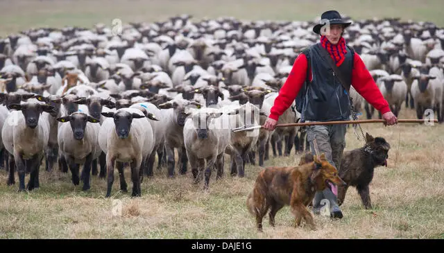 shepherd-apprentice-marcel-franke-guides-with-his-dogs-a-flock-of-daje1g.jpg