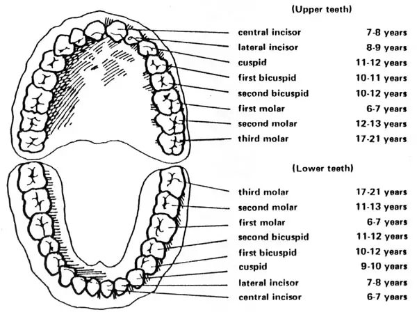 permant-teeth-eruption-dates.jpg