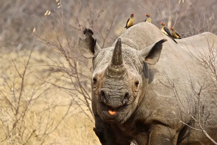 Happiest-Black-rhino-I-ever-saw-You-have-to-admit-hes-smiling-Sue-Harwood.jpg
