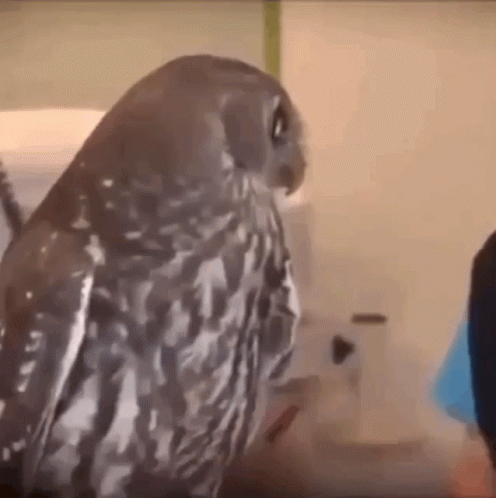 owl-surprised.gif