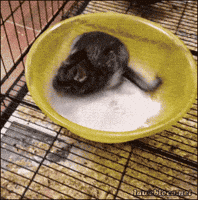 cocaine GIF cocaine GIF