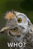 Who Is This Owl GIF Who Is This Owl GIF