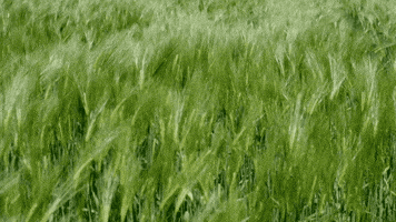 Sub Pop Sun GIF by Sub Pop Records Sub Pop Sun GIF by Sub Pop Records