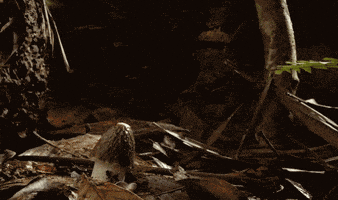 erection GIF erection GIF