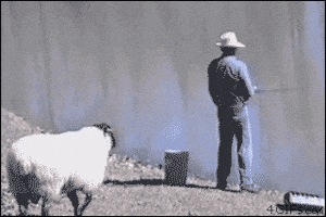 sheep rams GIF sheep rams GIF