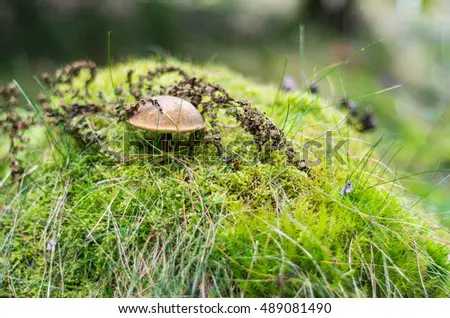 stock-photo-single-boletus-mushroom-on-the-mossy-knoll-in-the-fall-forest-by-soft-natural-light-489081490.jpg